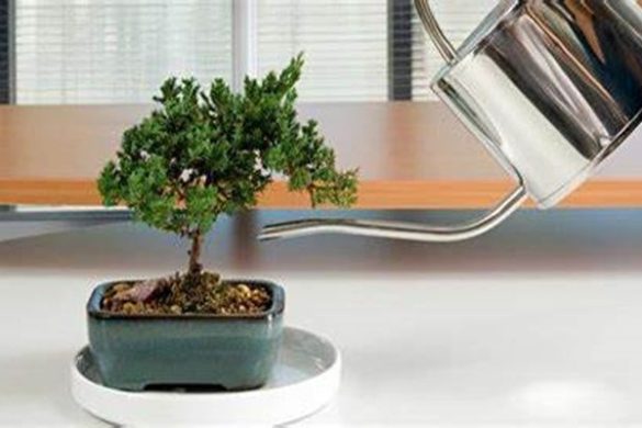 Can Bonsai Plants Live Indoors? - Bithmonthflowers.com