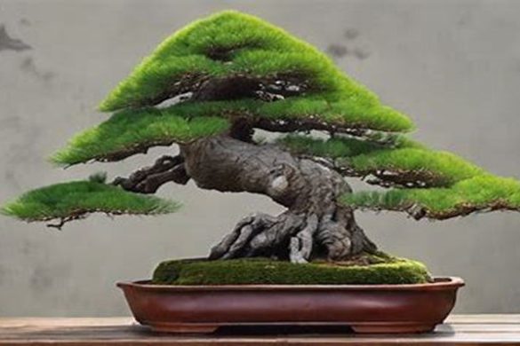 Can Bonsai Plants Live Indoors? - Bithmonthflowers.com